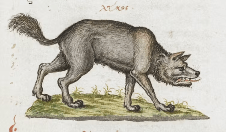 An illustration of a wolf,  © British Library Board, CC BY. A grey wold prowls over a patch of grass. This image was taken from an article on the poem, https://theconversation.com/wulf-and-eadwacer-why-i-think-ive-solved-the-mystery-of-this-old-english-poem-199928